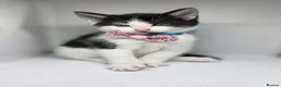 Mixed Breed cats for sale: 🐾 Beautiful Kittens Looking for Loving home 🐾 in Manchester - Advert 5