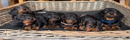 Miniature Dachshund dogs for stud: STUD Mini Dachshund  - Advert 6
