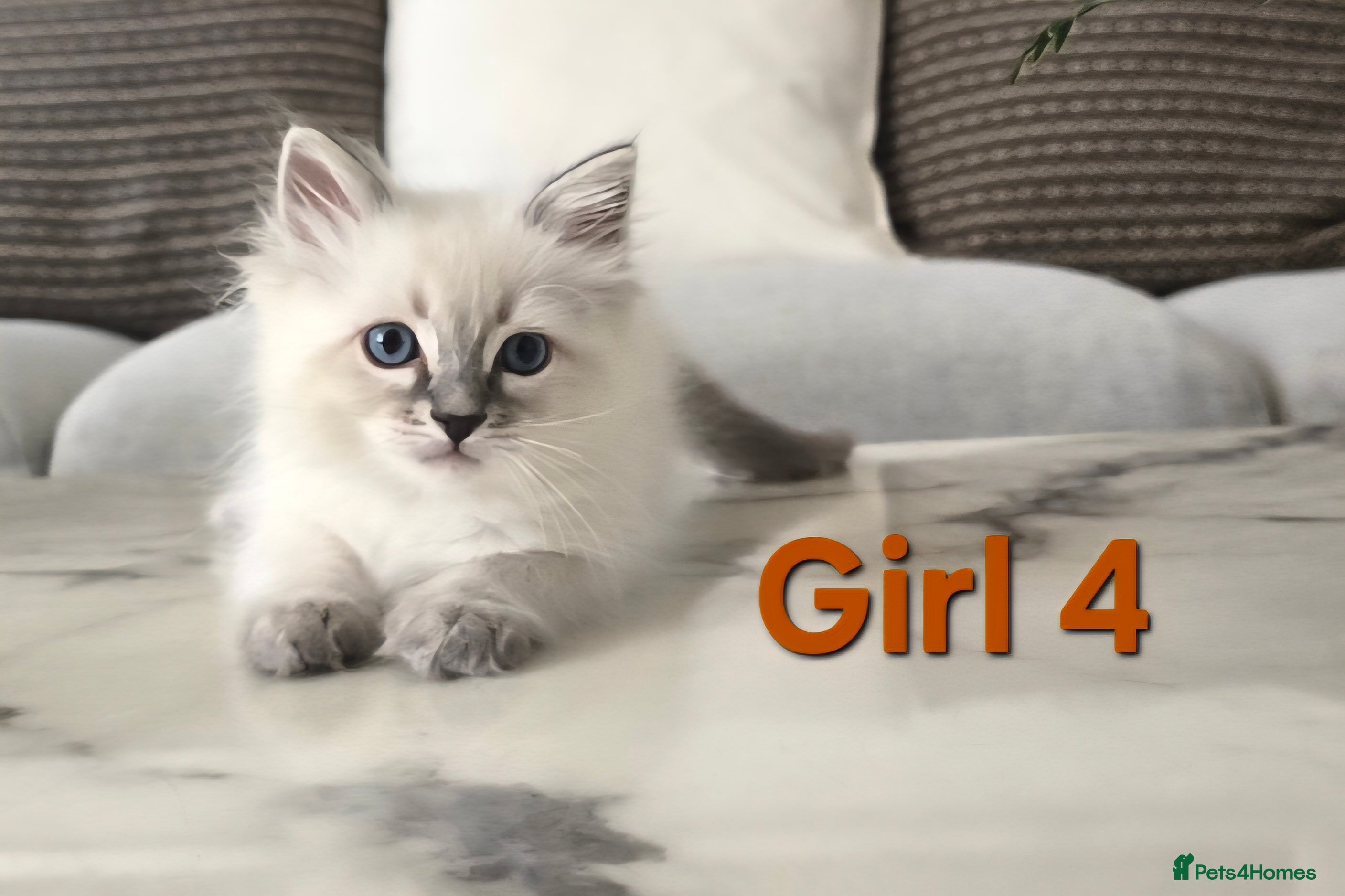 Ragdoll cats 🤍Pure Ragdoll Blue Point & Lynx Kittens Ready Now - Advert 2