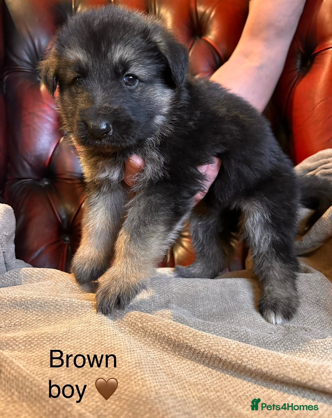 German Shepherd dogs for sale: Long-Haired Straight Back German Shepherd Puppies - Image 20