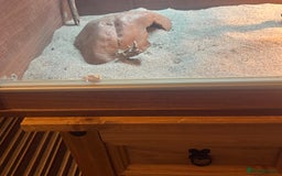 Gecko reptiles for sale: 2 x sand gecko and set up - Image 4