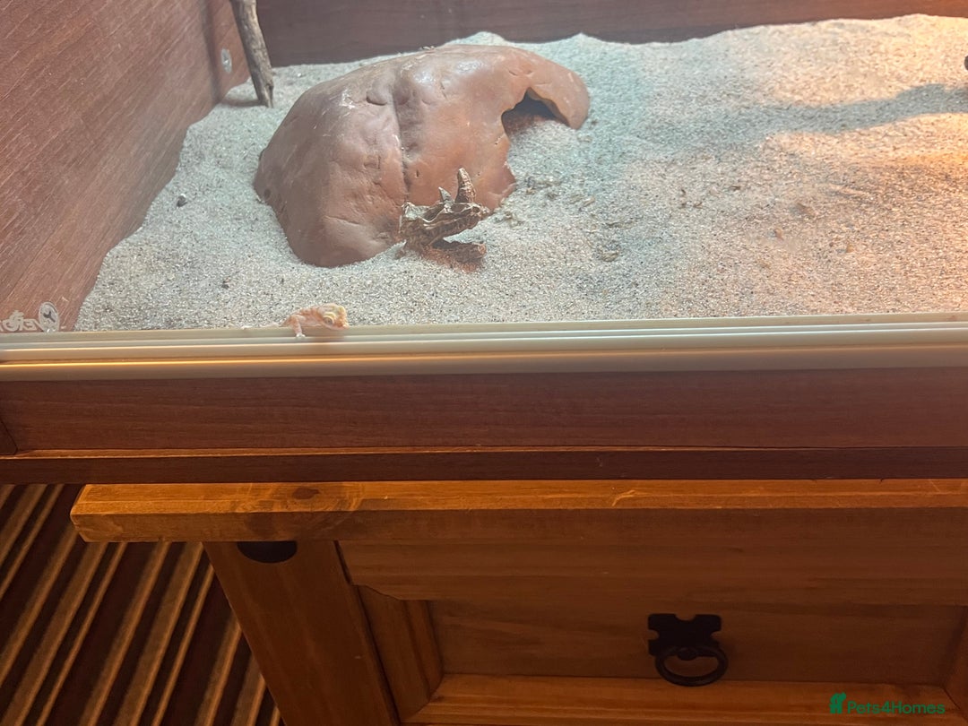 Gecko reptiles for sale: 2 x sand gecko and set up - Image 4