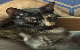 Mixed Breed cats for sale: Beautiful kittens - Image 6