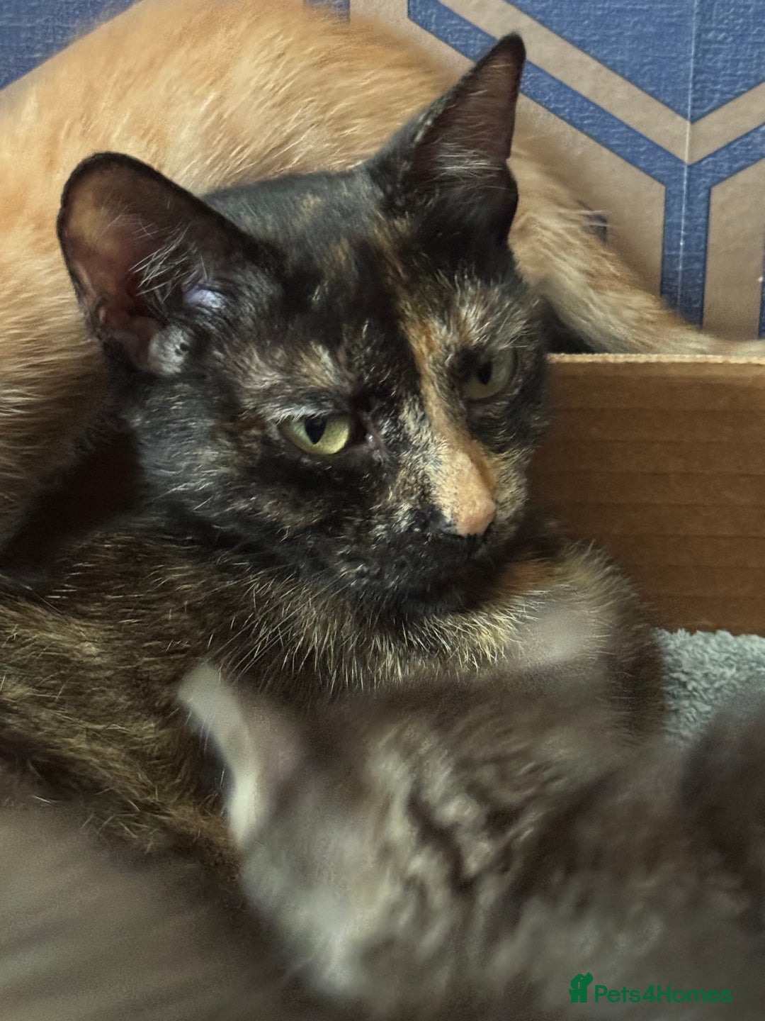 Mixed Breed cats for sale: Beautiful kittens - Image 6