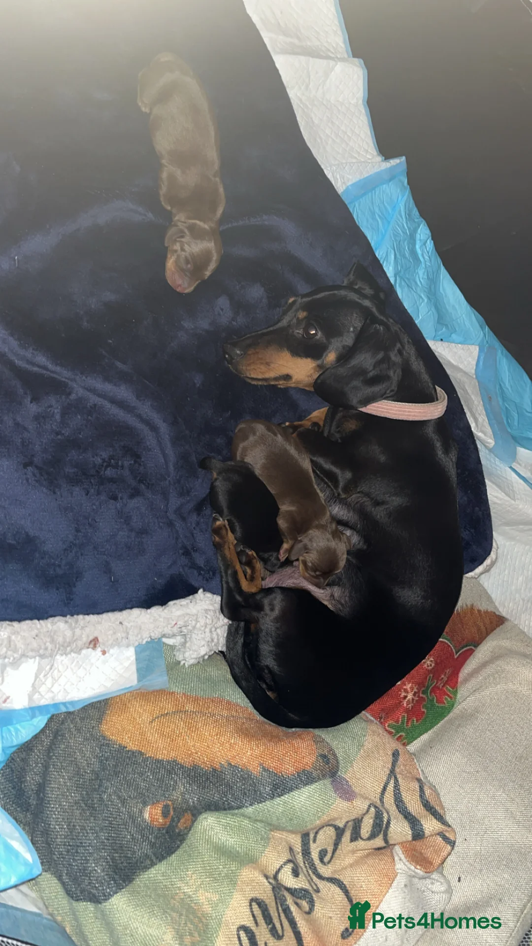 Miniature Dachshund dogs for sale: Smooth-haired miniature Daschunds  - Advert 5