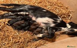 Cocker Spaniel dogs for sale: Cocker Spaniel Pups Seeking Forever Homes!💖 - Image 9