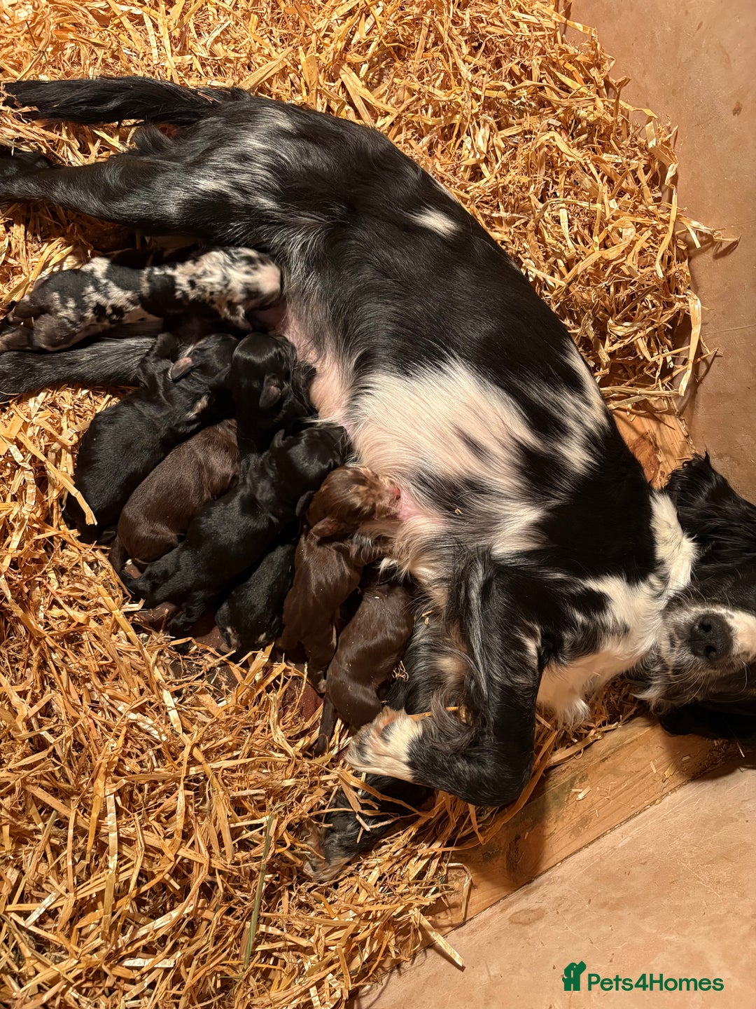 Cocker Spaniel dogs for sale: Cocker Spaniel Pups Seeking Forever Homes!💖 - Image 9