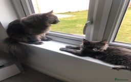 Maine Coon cats for sale: Beautiful Blue/Black Smoked or Solid Maine Coons  - Image 20
