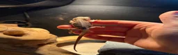 Bearded Dragon reptiles for sale: Trans Hypo Bearded Dragons - Advert 18
