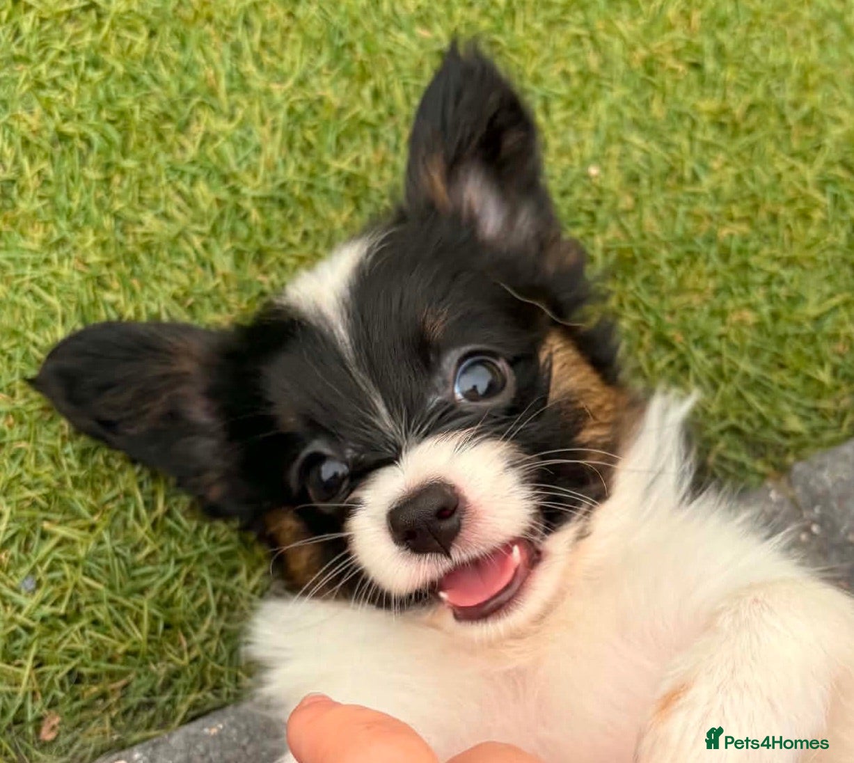 Papillon dogs Stunning, KC registered Papillon Puppies - Advert 2