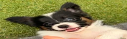 Papillon dogs for sale: Stunning, KC registered Papillon Puppies - Advert 2