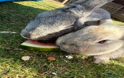 Chinchilla rabbits for sale: 2 Rabbits for rehome - Image 2