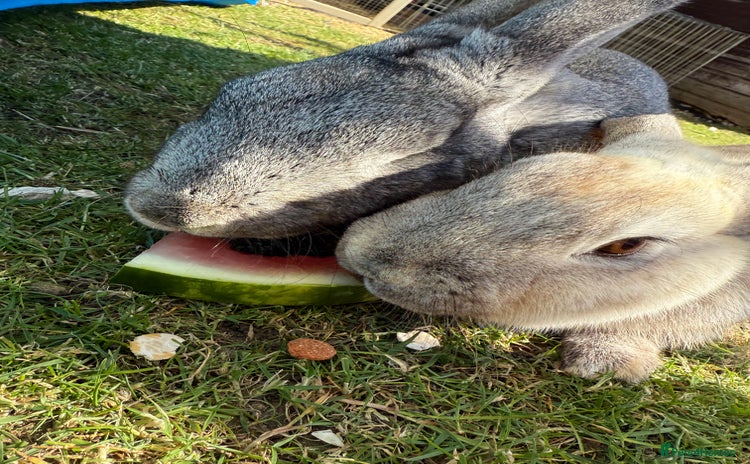 Chinchilla rabbits - Advert 1