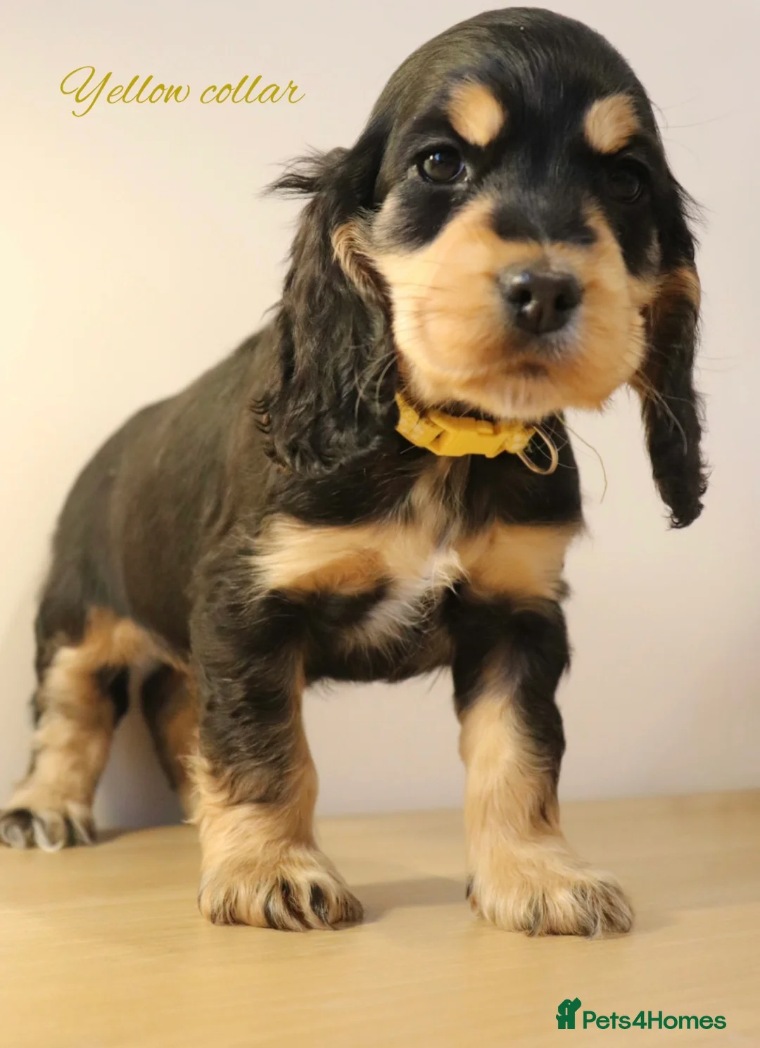 Cocker Spaniel dogs for sale: Two outstanding show cocker spaniels  - Advert 10