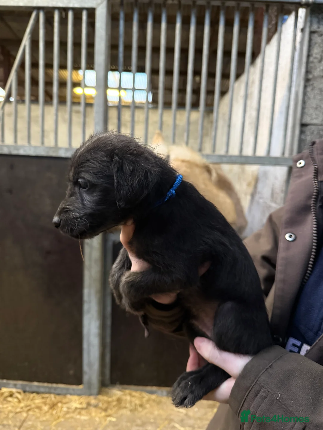 Mixed Breed dogs for sale: First cross Bedlington Whippets  - Advert 14