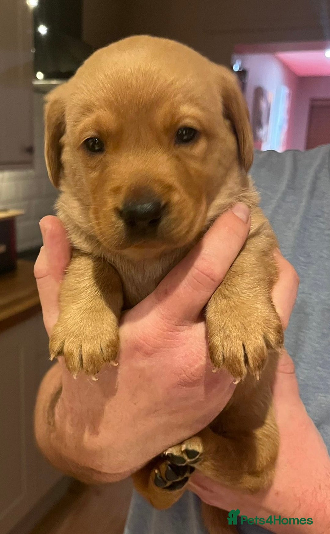 Labrador Retriever dogs for sale: Beautiful Fox Red Labrador Puppies - Advert 3