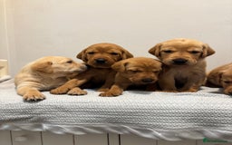Labrador Retriever dogs for sale: Beautiful fox red puppies  - Image 8
