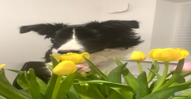 Border Collie dogs - Advert 4