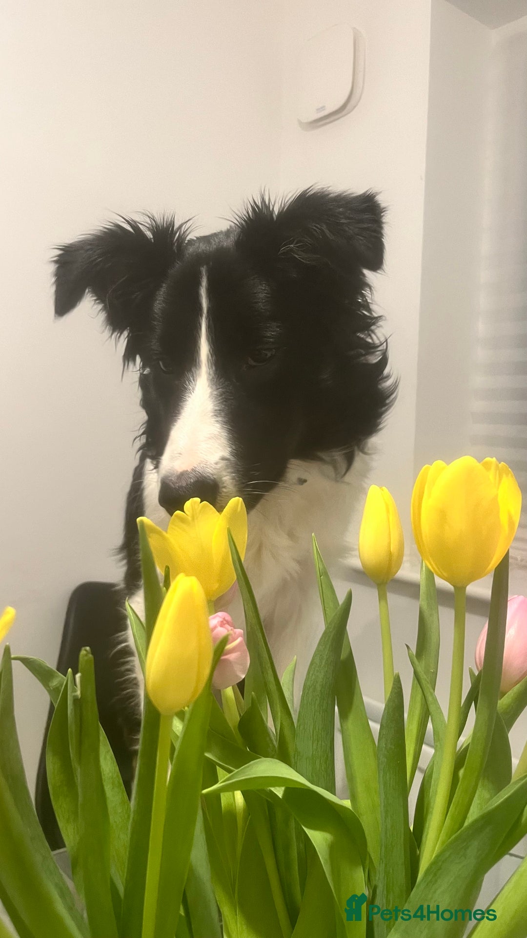 Border Collie dogs for sale: Lovely Border Collie - Image 3
