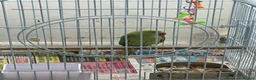Parrots birds for sale: Indian ring neck  in Birmingham - Advert 7