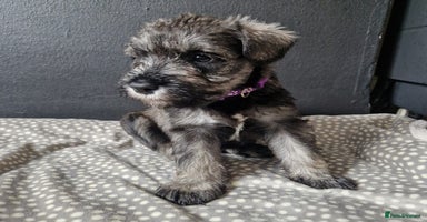 Miniature Schnauzer dogs - Advert 2