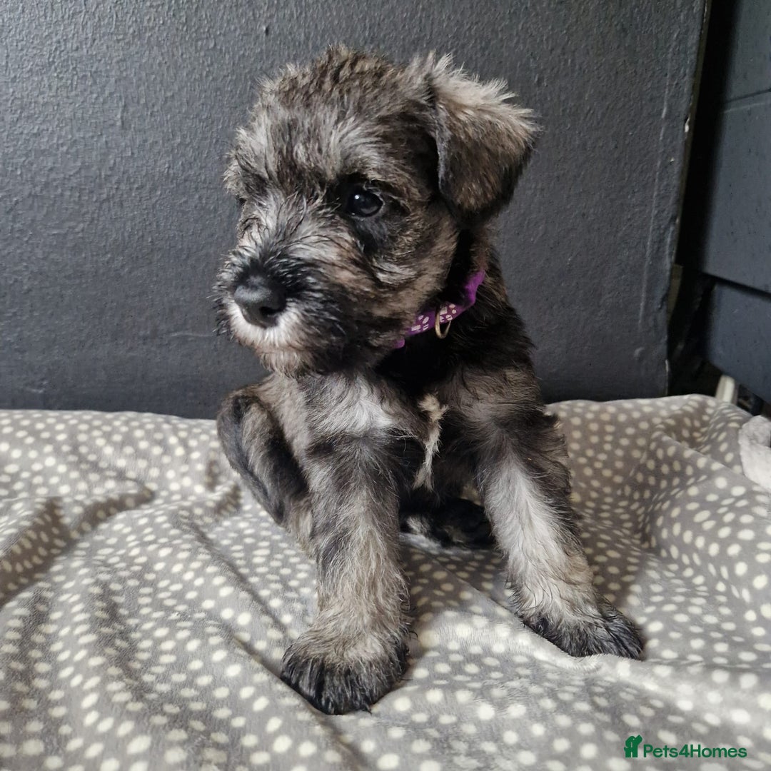 Miniature Schnauzer dogs for sale: Curious, playful and loving litter KC pups ❤️ - Image 5