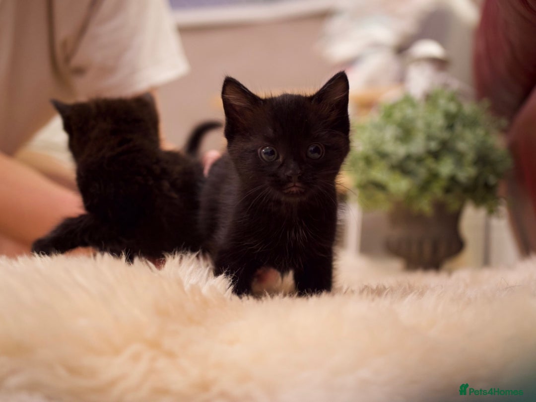 Mixed Breed cats for sale: Gorgeous Maine-Coon/Ragdoll/Bombay Mix Kittens!!! - Image 4