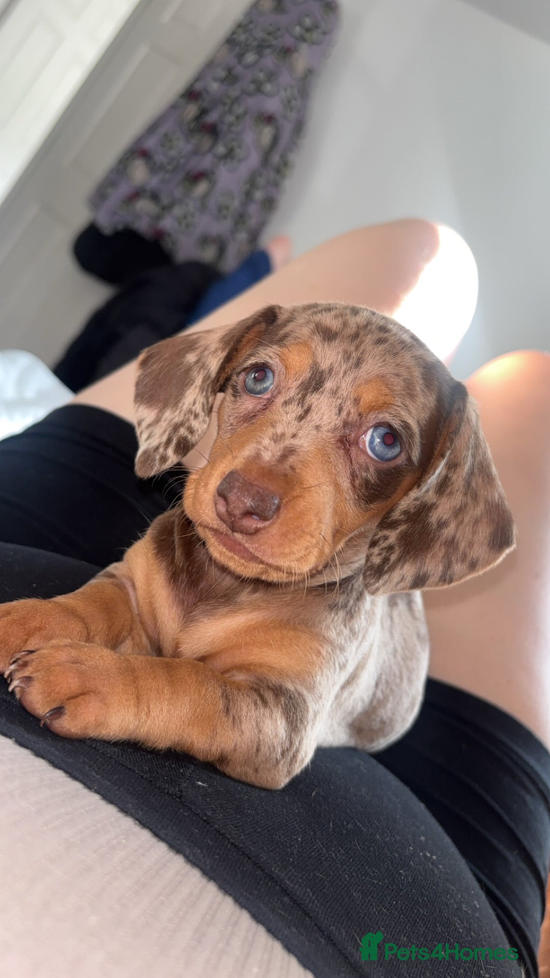 Dachshund dogs for sale: datchound pups  - Image 1