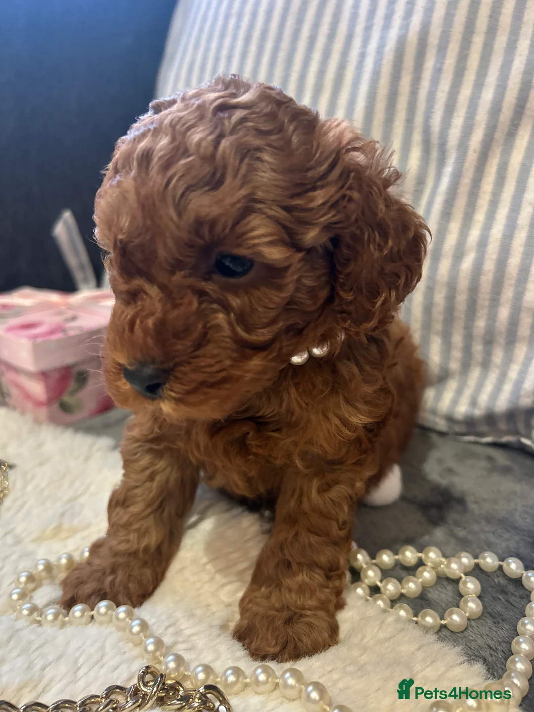 Toy Poodle dogs for sale: 🐩 Toy Poodle Red Puppies - Advert 7