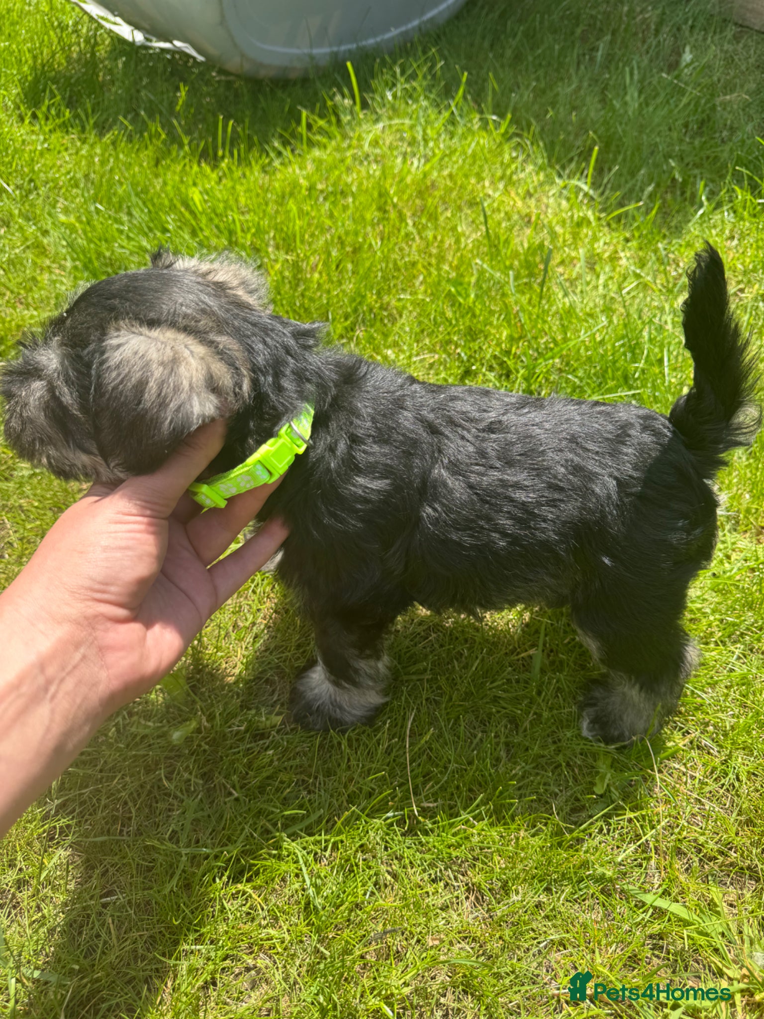 Miniature Schnauzer dogs 💚💛2 Beautiful KC Boys 💛💚🐾🐶 - Advert 2