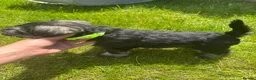 Miniature Schnauzer dogs for sale: 💚💛2 Beautiful KC Boys 💛💚🐾🐶 - Advert 2