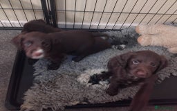 Sprocker dogs for sale: Sprockers  - Image 12