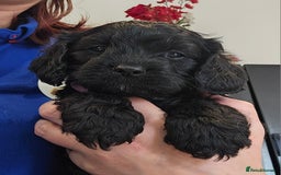 Cavapoo dogs for sale: 🐾 Gorgeous Health Tested F1 Cavapoo Puppies 🐶🐾 - Image 26