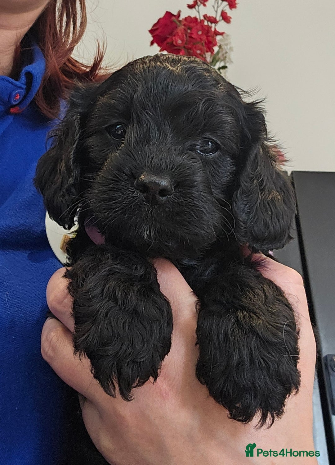 Cavapoo dogs for sale: 🐾 Gorgeous Health Tested F1 Cavapoo Puppies 🐶🐾 - Image 26