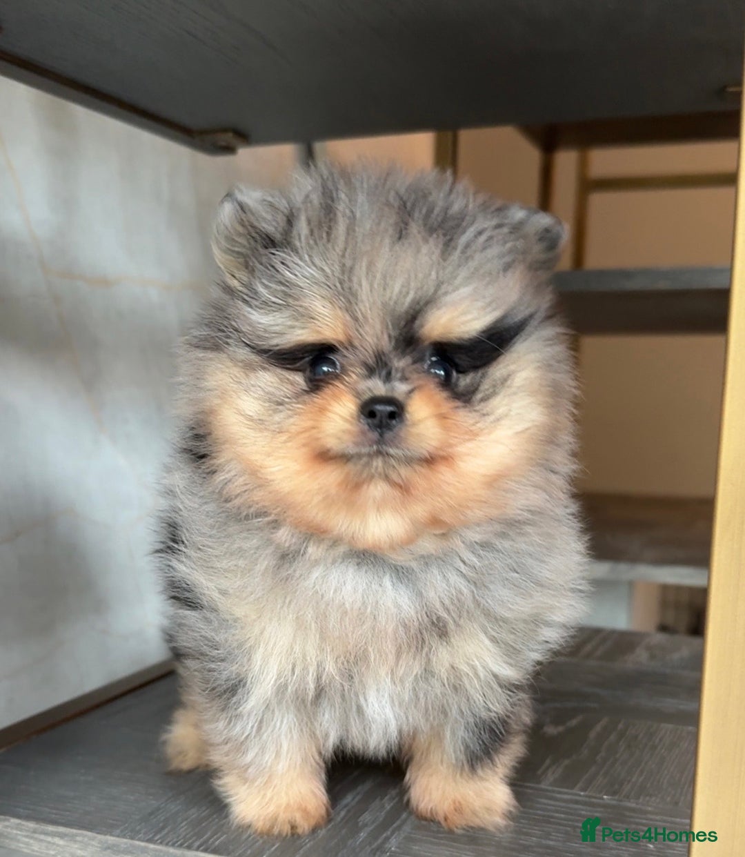 Pomeranian dogs for stud: BEST LOOKING TEDDY ** MERLE & TAN STUD IN THE UK  in Hartlepool - Image 8