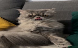 Ragdoll cats for sale: Loving Indoor Cat Duo Seeking Their Forever Home  - Image 5