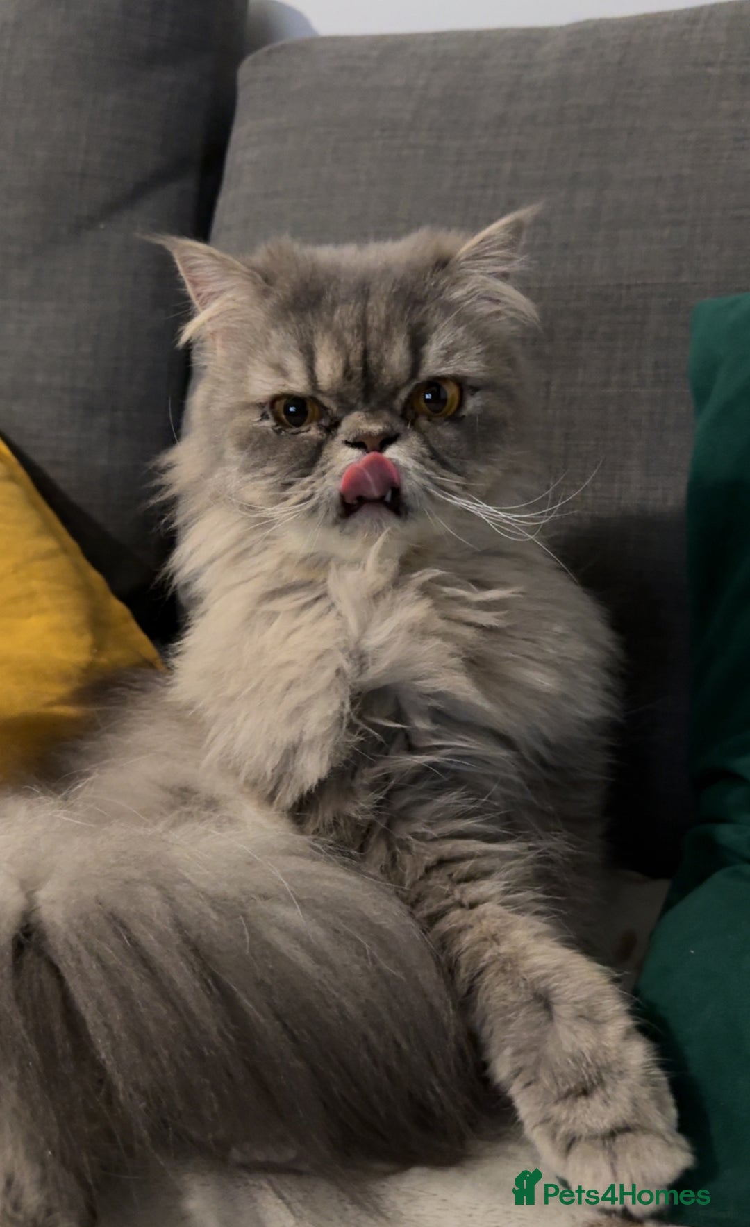 Ragdoll cats for sale: Loving Indoor Cat Duo Seeking Their Forever Home  - Image 5