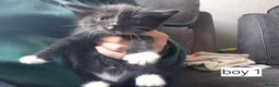 Mixed Breed cats for sale: Mixed breed kittens  in Swadlincote - Advert 6