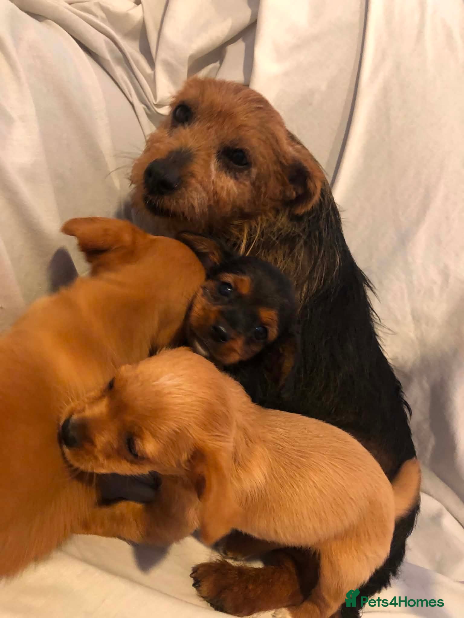 Mixed Breed dogs 3 Beautiful Jack Russell’s - Advert 5
