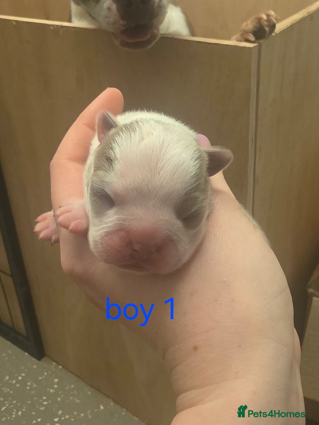Boston Terrier dogs for sale: Beautiful Blue Bostons  - Image 7