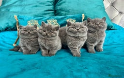 British Shorthair cats for sale: BSH🇬🇧👑🇬🇧💙British Shorthair girl😻💙 Gccf  - Image 15
