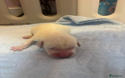 Labrador Retriever dogs for sale:  Labrador puppies - Image 17