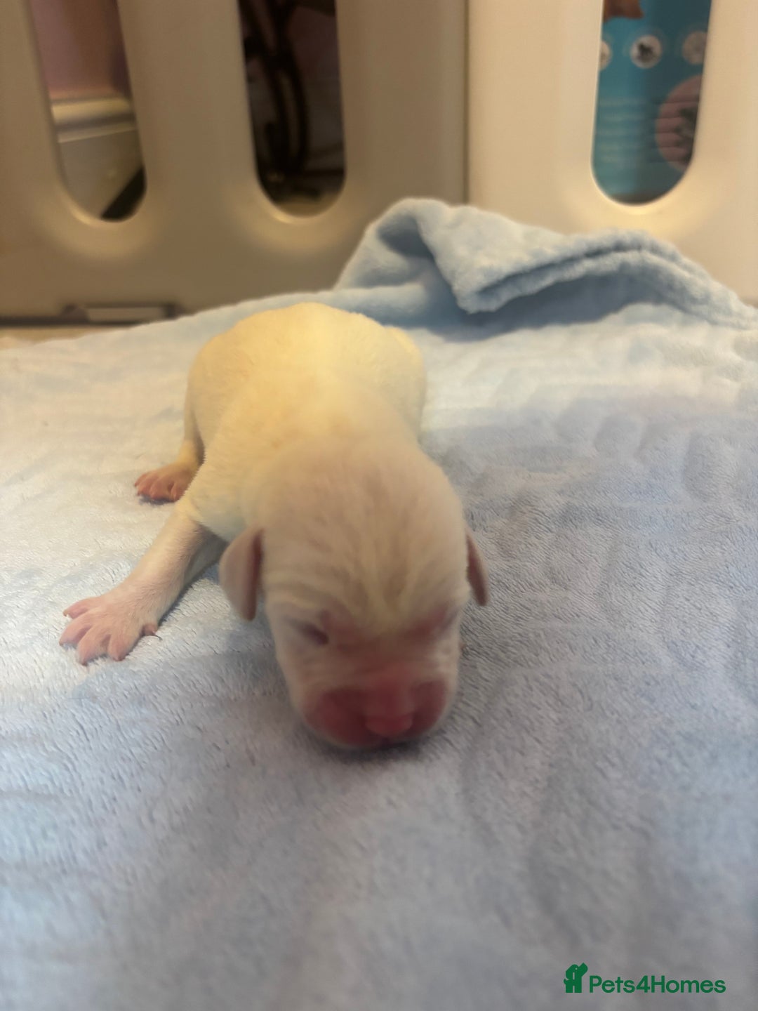 Labrador Retriever dogs for sale:  Labrador puppies - Image 17