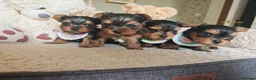 Yorkshire Terrier dogs for sale: Champion bloodline Yorkshire terrier puppies - Advert 19