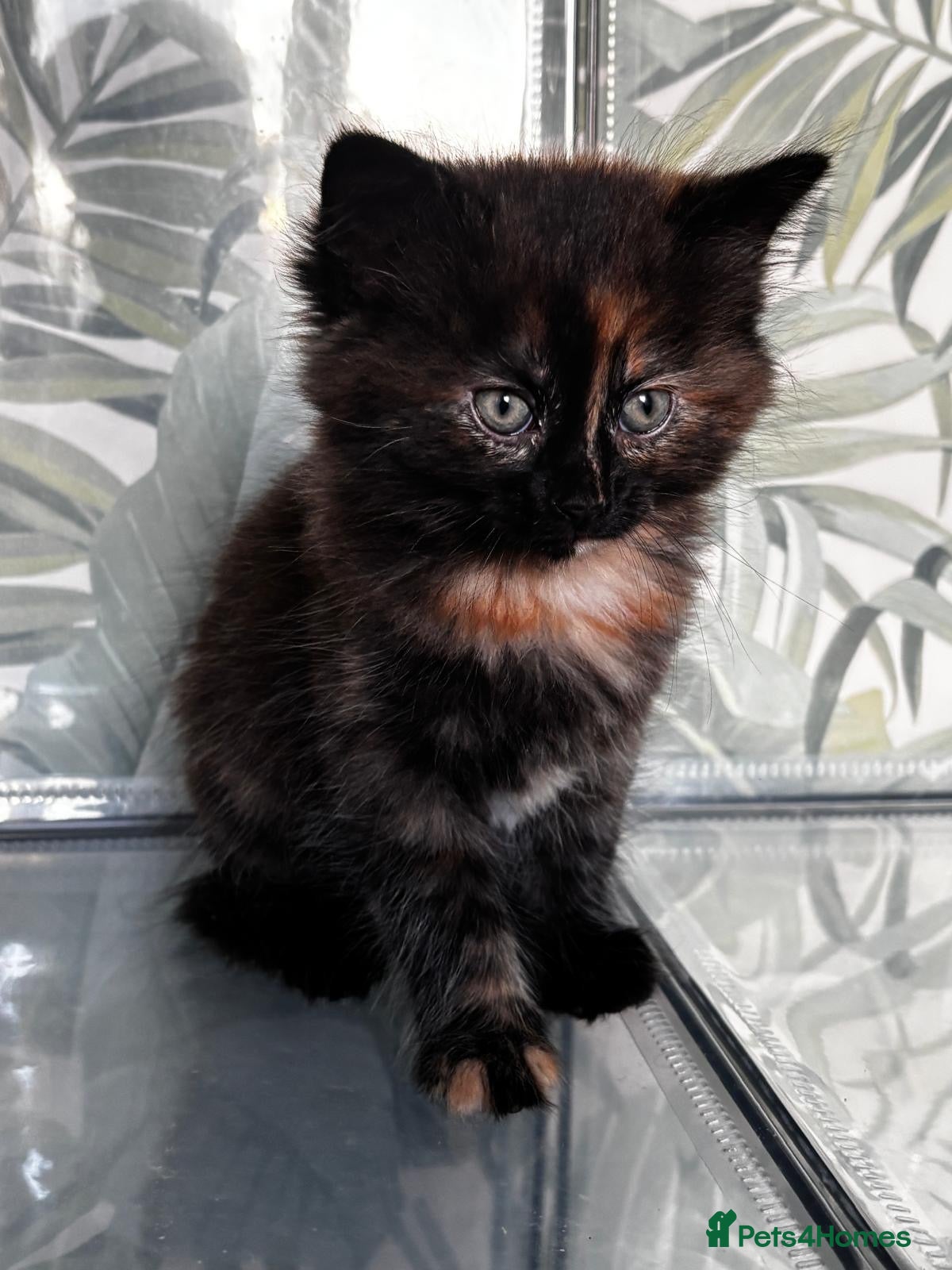 Mixed Breed cats Beautiful fluffy kitten looking for forever home - Advert 2