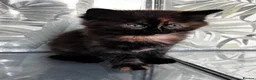 Mixed Breed cats for sale: Beautiful fluffy kitten looking for forever home - Advert 1