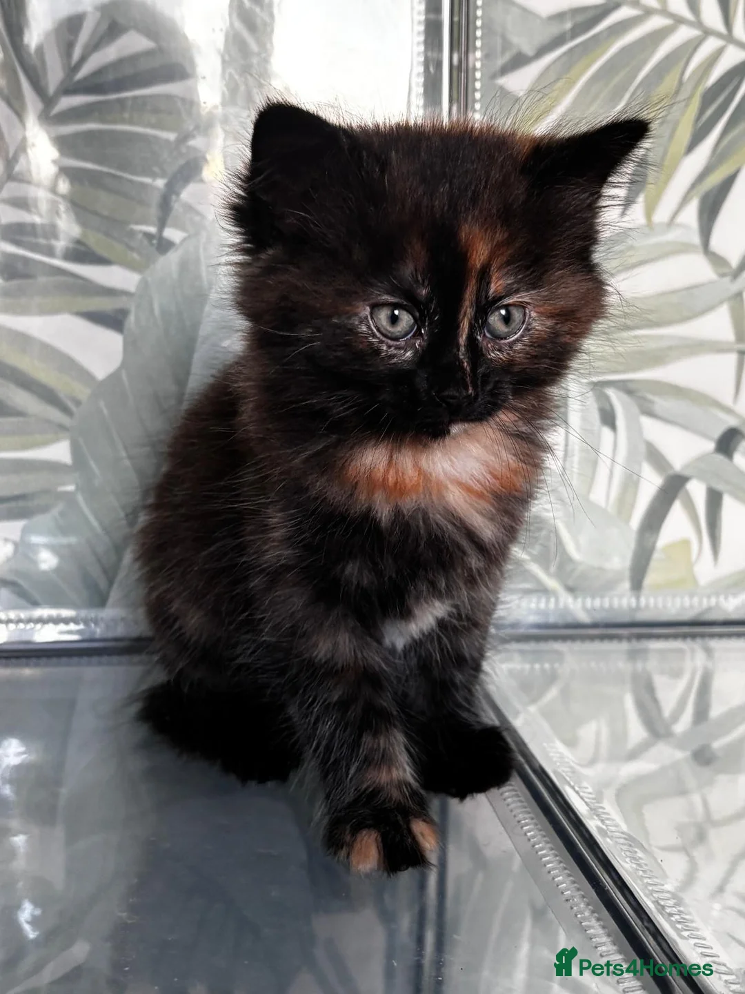 Mixed Breed cats for sale: Beautiful fluffy kitten looking for forever home - Advert 1