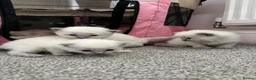 Ragdoll cats for sale: Pure blue point ragdolls  - Advert 11