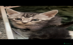Mixed Breed cats for sale: Maine coon cross Bengal kittens ready now  - Image 15