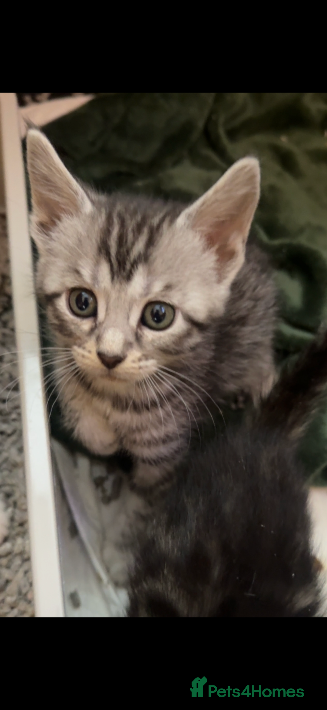 Mixed Breed cats for sale: Maine coon cross Bengal kittens ready now  - Image 15
